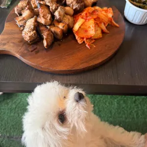 캠프쿡 사진