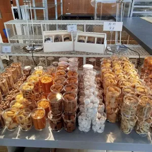 오페라 디바스 사진