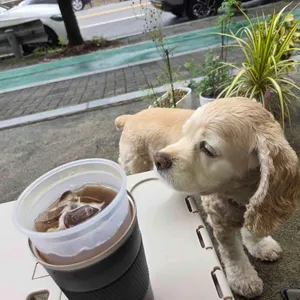 호호카페 사진