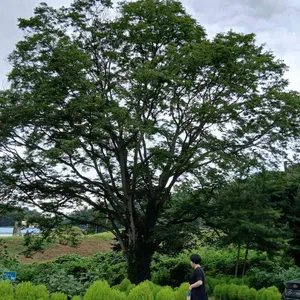 피콕그린 리뷰 사진