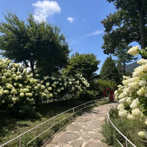 마호가니 리뷰 사진