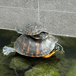 복길 사진