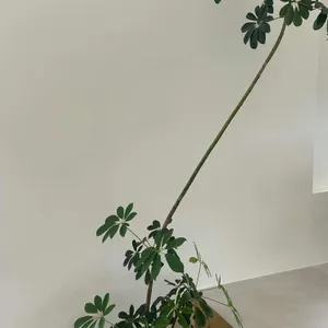 이플 리뷰 사진