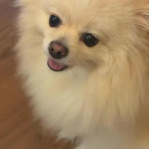 미쓰상 리뷰 사진