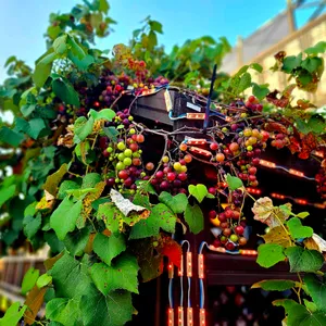 진도횟집 바다향 리뷰 사진