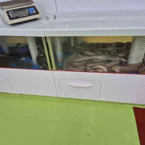두꺼비산꼼장어 자연산바다장어 리뷰 사진