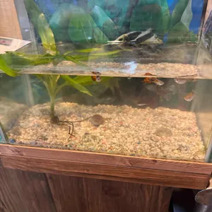 황금마차 리뷰 사진