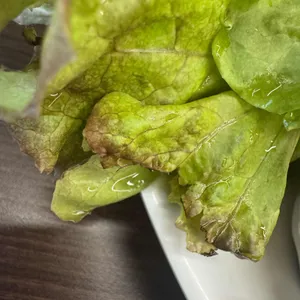 양은이네 사진
