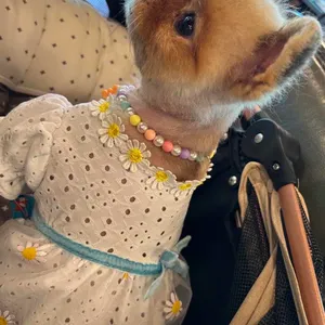 수제돈까스마루 리뷰 사진