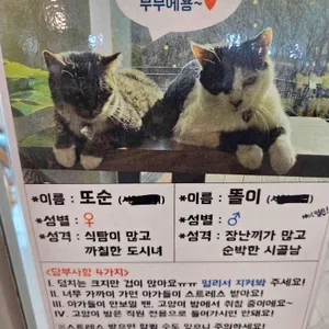아프리코 리뷰 사진
