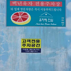 백년유자 리뷰 사진