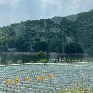 바실라 대표 사진