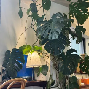 카페무네 리뷰 사진