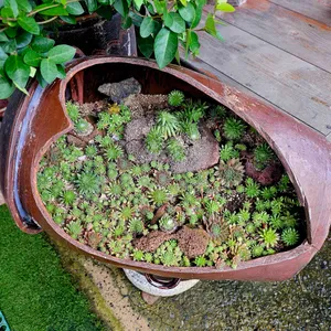 해송가염소탕 사진