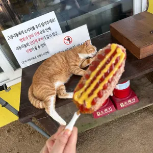 두물머리연핫도그 대표 사진