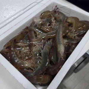 고잔 왕새우 양식장 사진