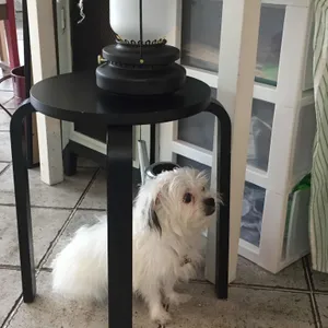 시아로하우스 리뷰 사진