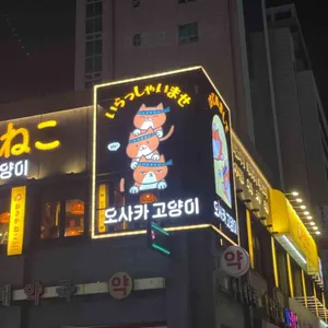 오사카고양이 대표 사진