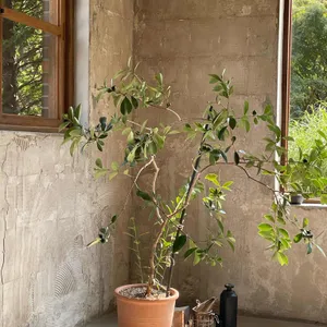 앙떼떼페레 리뷰 사진