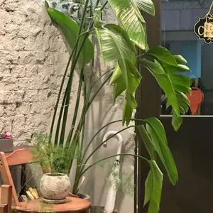 피노 리뷰 사진