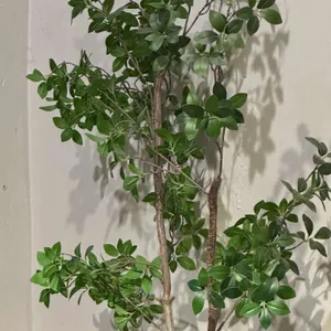 피노 리뷰 사진