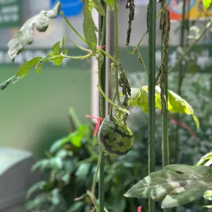 방림메밀막국수 리뷰 사진