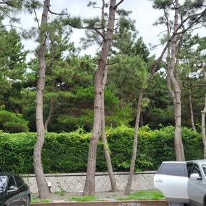 대가숯불갈비 리뷰 사진