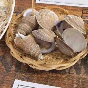 바다갈매기 사진