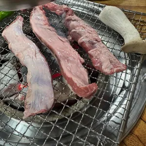 가야갈매기 사진 1
