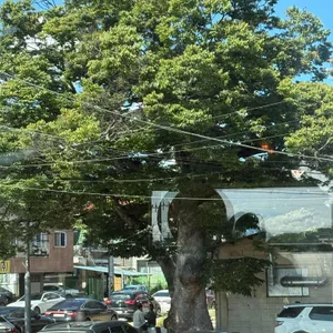 기린아 리뷰 사진