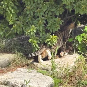 밤바리 사진