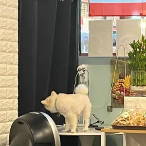 카오산 리뷰 사진