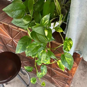 크로프트커피 리뷰 사진