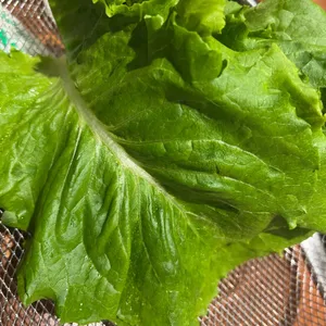 평창생고기 리뷰 사진