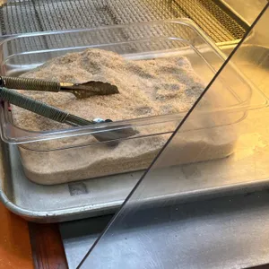 챔피언꽈배기 사진 1