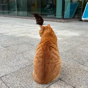 카페폴룩 리뷰 사진