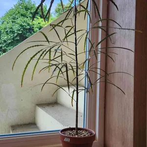 리스터프 리뷰 사진