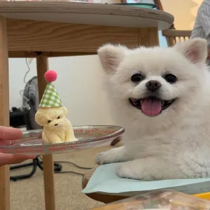 크림퐁 리뷰 사진