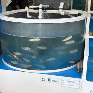 광어1마리9900 리뷰 사진