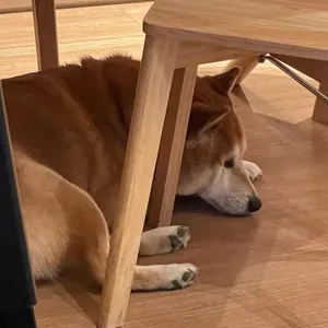 어로드사이드 대표 사진