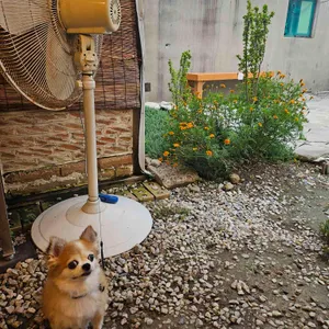 초당토박이할머니순두부 리뷰 사진