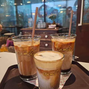 카멜 사진