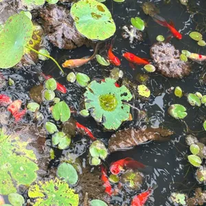 매화마름 리뷰 사진