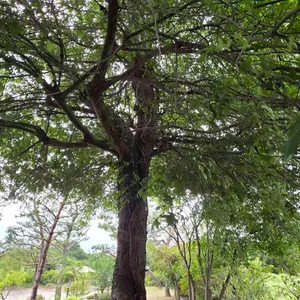 매화마름 리뷰 사진