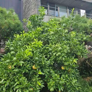 루브린 리뷰 사진