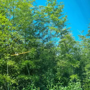 코우코알라 리뷰 사진