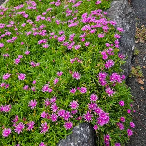 벨라코스타 대표 사진