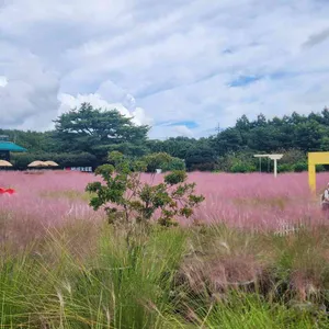 휴애리커피샵 리뷰 사진