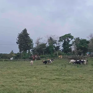 아침미소목장 카페 리뷰 사진