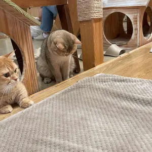 고양이다락방 리뷰 사진